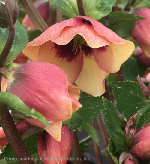 Sandy Shores Lenten Rose pale apricot nodding blooms with a rosy pink colour on the back of the petals.