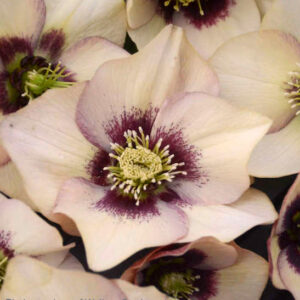 Sandy Shores Orange Hellebore open blooms of apricot and pink with burgundy centres.