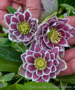 Shotgun wedding lenten rose | Helleborus shotgun wedding Shotgun Wedding Lenten Rose fully double white flowers heavily marked with burgundy speckles.