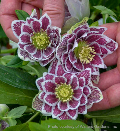 Shotgun Wedding Lenten Rose fully double white flowers heavily marked with burgundy speckles.