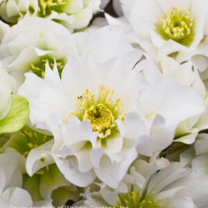 Wedding Bells Double White Hellebore blooms with a smudge of green at centre and yellow