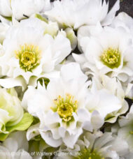 Wedding Bells Lenten Rose double white flowers.