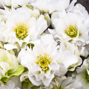 Wedding Bells Lenten Rose double white flowers.
