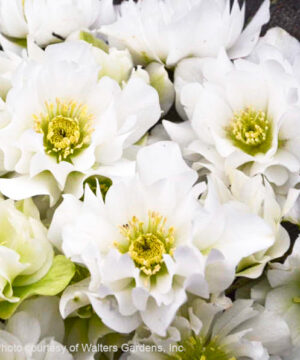 Wedding bells lenten rose | Helleborus wedding bells Wedding Bells Lenten Rose double white flowers.