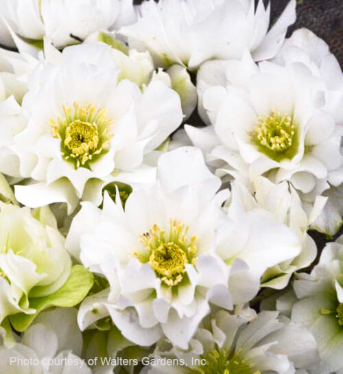Wedding Bells Lenten Rose double white flowers.