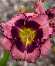 Be Fruitful and Multiply Dayliliy bloom that is light purple-pink with dark edges and eyes