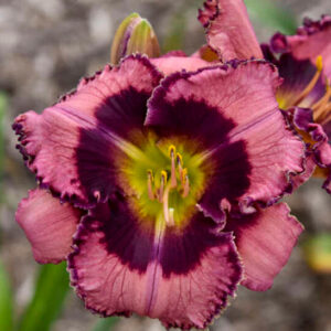 Be Fruitful and Multiply Dayliliy bloom that is light purple-pink with dark edges and eyes