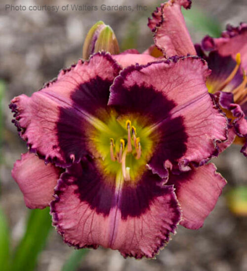 Be Fruitful and Multiply Dayliliy bloom that is light purple-pink with dark edges and eyes