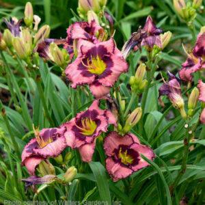 surrounding a bright yellowish-green throat.