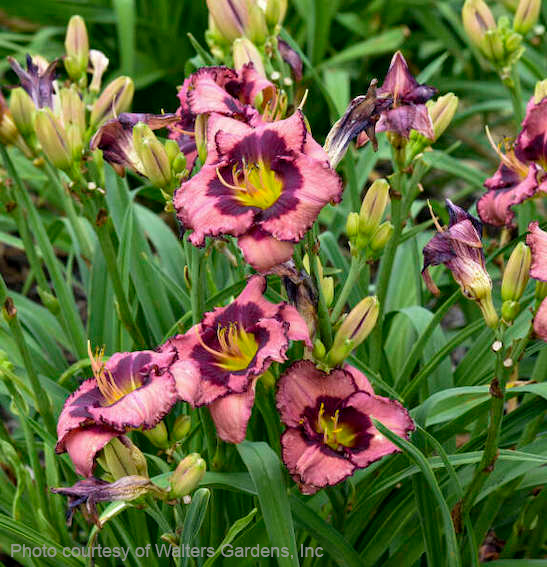 Hemerocallis 'Be Fruitful and Multiply' (Daylily) | Fragrant