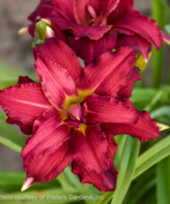 Double Pardon Me Daylily double red bloom with a yellow and green throat.