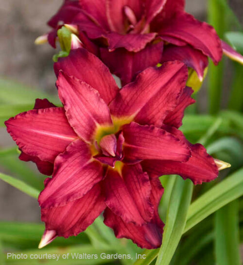 Double pardon me daylily | Hemerocallis double pardon me Double Pardon Me Daylily double red bloom with a yellow and green throat.