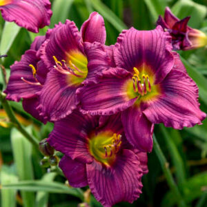 Little Grapette Daylily miniature trumpet flowers