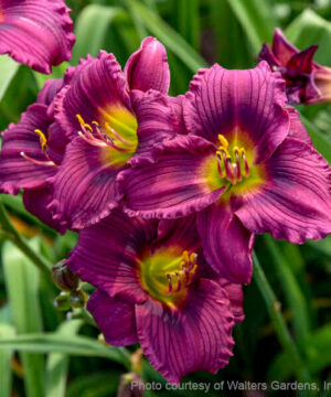 Little Grapette Daylily miniature trumpet flowers