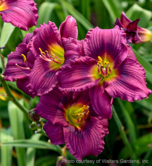 Little Grapette Daylily miniature trumpet flowers