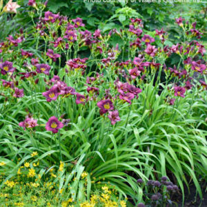 with tightly ruffled