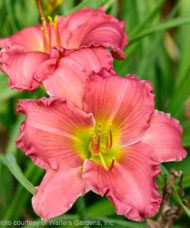 Passionate Returns Daylily salmon-pink blooms with yellow throats.
