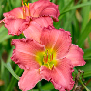 Passionate Returns Daylily salmon-pink blooms with yellow throats.