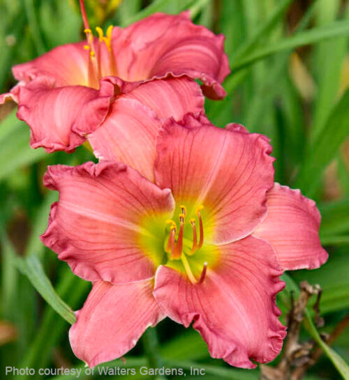 Passionate Returns Daylily salmon-pink blooms with yellow throats.