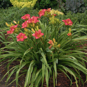 Passionate Returns Daylily planting of salmon-pink blooms with yellow throats