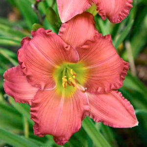 Pink Everblooming Daylily bloom of salmon-pink with a yellow throat.
