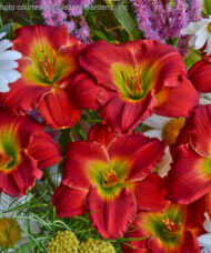 Red Hot Returns Daylily vibrant cherry red