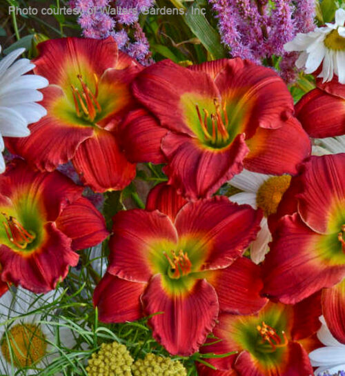 Red Hot Returns Daylily vibrant cherry red