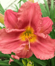 Rosy Return Daylily 4 inch rosy blooms with a deeply ruffled edge, a deep rose eye, and a yellow throat.
