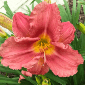 Rosy Return Daylily 4 inch rosy blooms with a deeply ruffled edge, a deep rose eye, and a yellow throat.