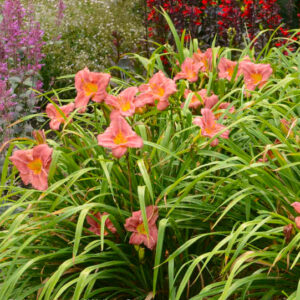 Rosy Returns blooms have a ruffled edge, a deep rose eye, and a yellow throat.