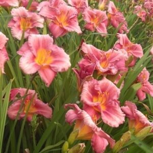 A field of Rosy Return Daylily plants with tall, iris-like foliage and rosy, ruffled-edged flowers.