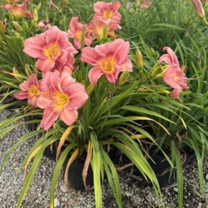 Rosy Returns Daylily plants with rosy blooms with a ruffled edge, a deep rose eye, and a yellow throat.