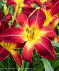 Bright ruby red Ruby Spider Daylily blooms with golden midribs