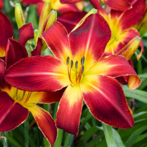 Ruby spider daylily | Hemerocallis ruby spider Bright ruby red Ruby Spider Daylily blooms with golden midribs