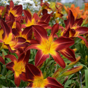 Ruby spider early blooming daylily | Hemerocallis ruby spider Red and yellow daylily planting of red and yellow flowers