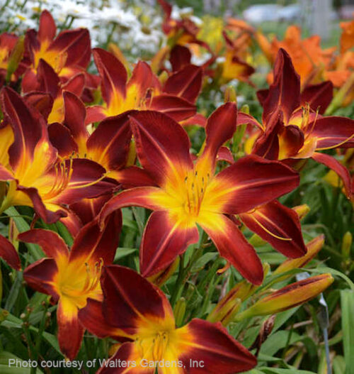 Ruby spider early blooming daylily | Hemerocallis ruby spider Red and yellow daylily planting of red and yellow flowers