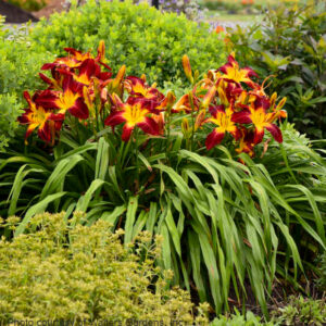 Red and yellow daylily | Hemerocallis ruby spider and radiating golden throats.