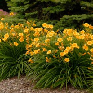 hemerocallis-stella-d_oro-daylily