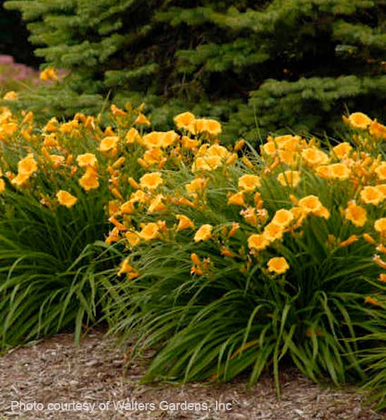 Hemerocallis 'Stella d'Oro' (Daylily) | Yellow Reblooming