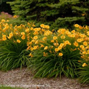 hemerocallis-stella-d_oro-yellow-daylily