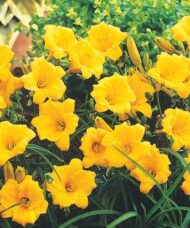 Hemerocallis 'Stella d'Oro'