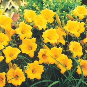 hemerocallis-stella-d_oro-yellow-reblooming-daylily