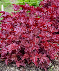 Cherry Truffles Coral Bells dark burgundy stems and red folaige.