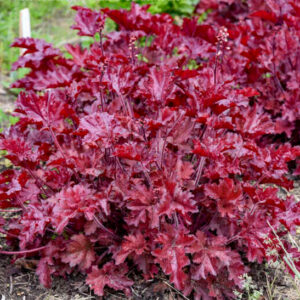 Cherry Truffles Coral Bells dark burgundy stems and red folaige.