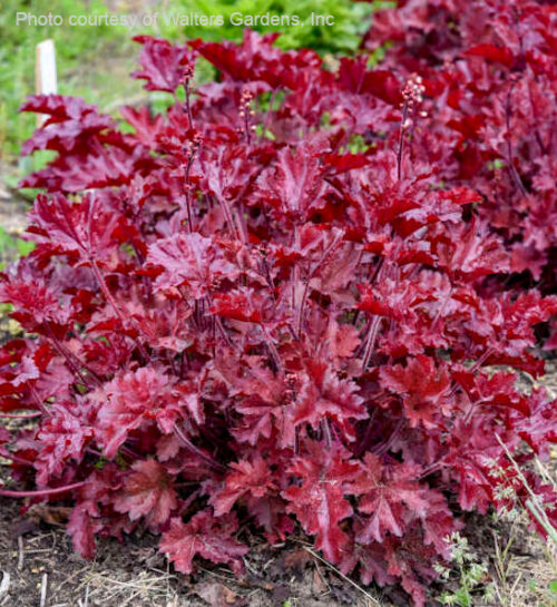 Cherry Truffles Coral Bells dark burgundy stems and red folaige.