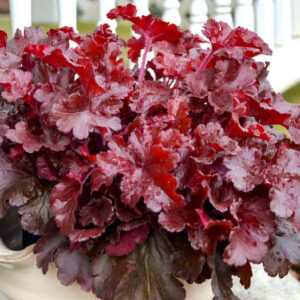 Red Heuchera red foliage.