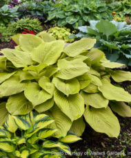 Age of Gold hosta plant with upright