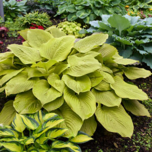 Age of gold Hosta | Hosta age of gold Age of Gold hosta plant with upright