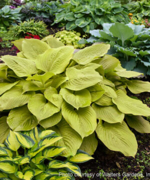 Age of gold Hosta | Hosta age of gold Age of Gold hosta plant with upright