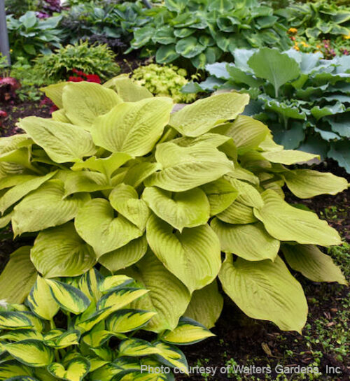 Age of gold Hosta | Hosta age of gold Age of Gold hosta plant with upright